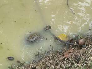 Pond aeration to sustain aquatic life