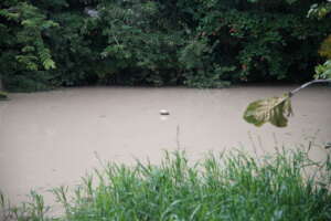 Keep the Forest Pond Viable