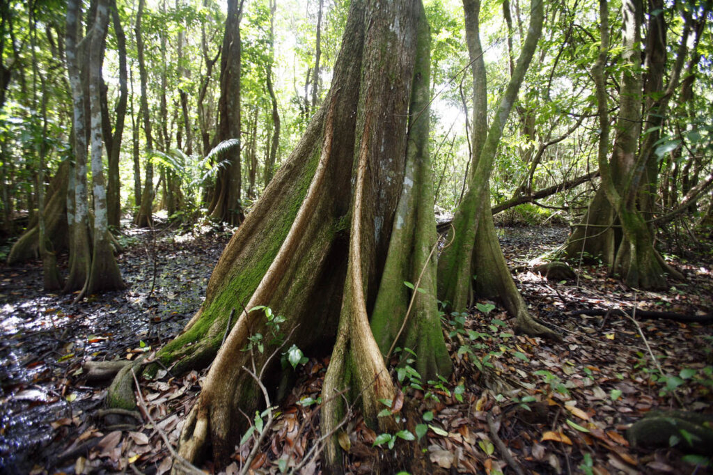 Conserve, Educate, Sustain: Support the Forest