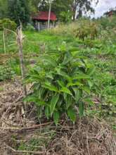 Arbol Cucharo