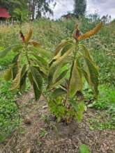 Native tree Moquillo