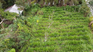 Ayahuasca y plant medicines plantations