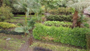 Botanical Garden and trees