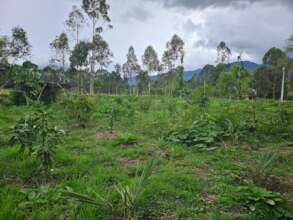 Native Species Reforestation, Tamabioy Reservation