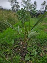 Arbol Palmito