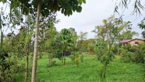 3 year native yarumos