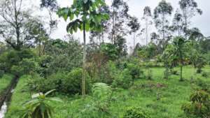 Chagra Nucleos