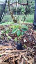 New trees growing