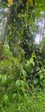 ayahuasca plants growing