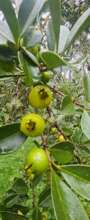 native fruit trees
