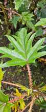 nettle traditional medicine Kamentsa