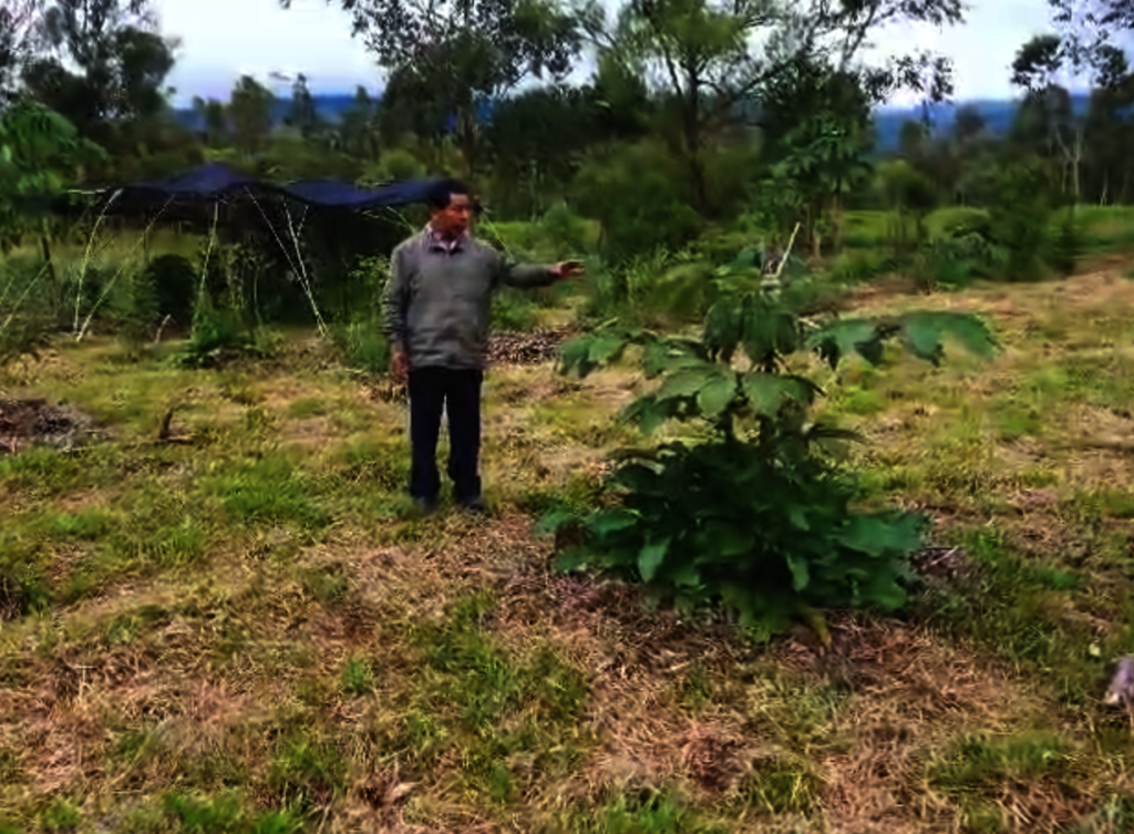 Amazon Conservation & Indigenous Revival