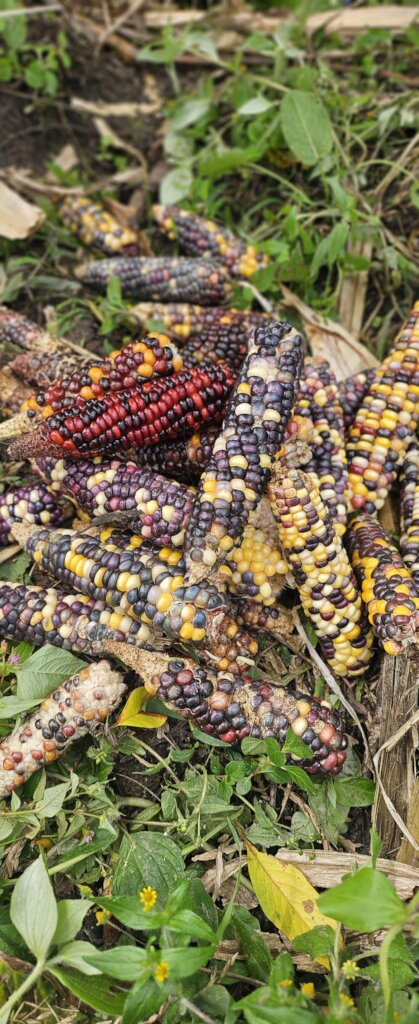 Amazon Conservation & Indigenous Revival