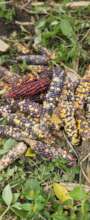 Corn of 4 colors