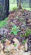 Reforestation