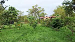 Reforestation OIOC