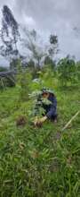 Reforestation efforts
