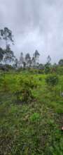 Yarumos and other native species growing