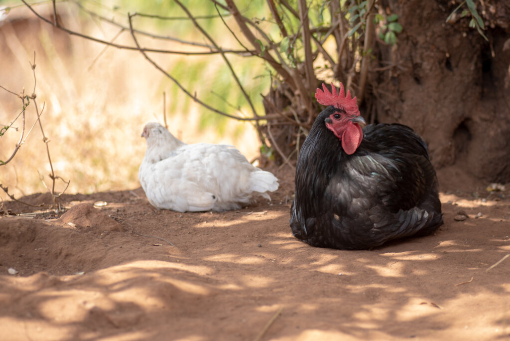 Build the 1st self-sustaining Farmer Field School!