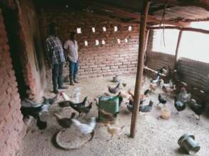 Village chickens - a valuable asset