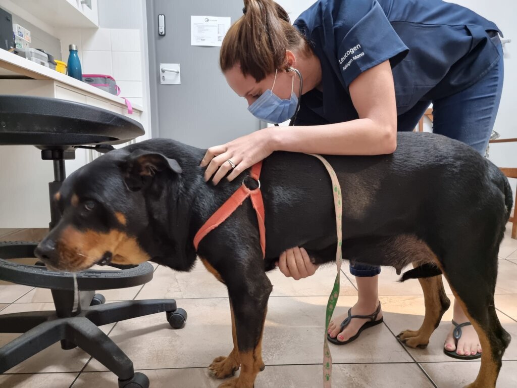 Thanksgiving: Save A Puppy From African Streets