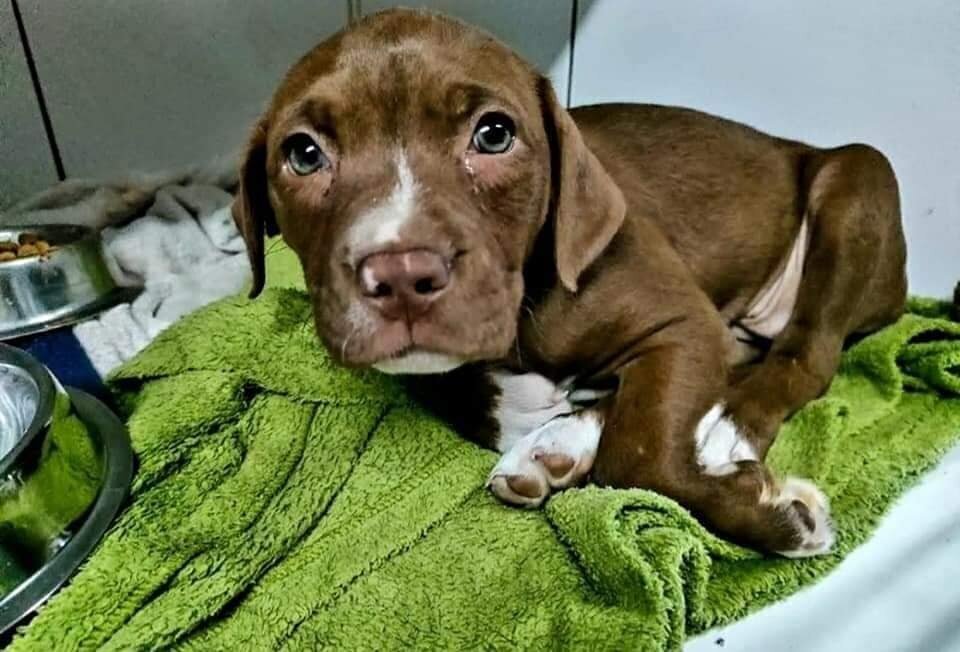 Thanksgiving: Save A Puppy From African Streets