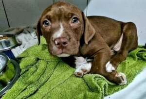 Thanksgiving: Save A Puppy From African Streets