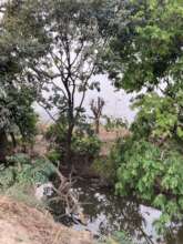 Recently cut large tree by the river