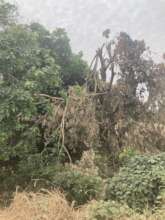 Large trees cut along waterway
