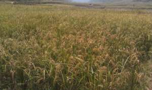 rice waiting for harvesting..
