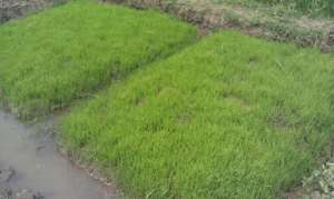 before farming rice,u first Farm the seeds a apart