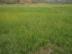 Rice field