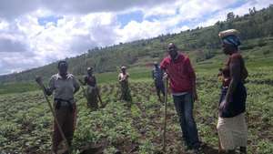 Women working in potatoes farm
