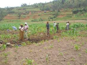 Some women cultivating the fields