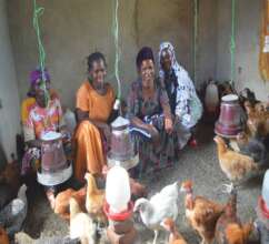 4 parents turning poultry into prosperity