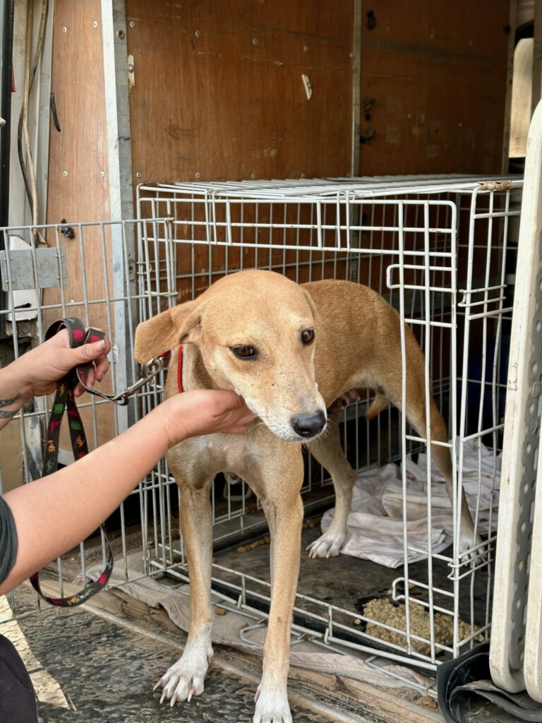 Purchase an Animal rescue and education vehicle