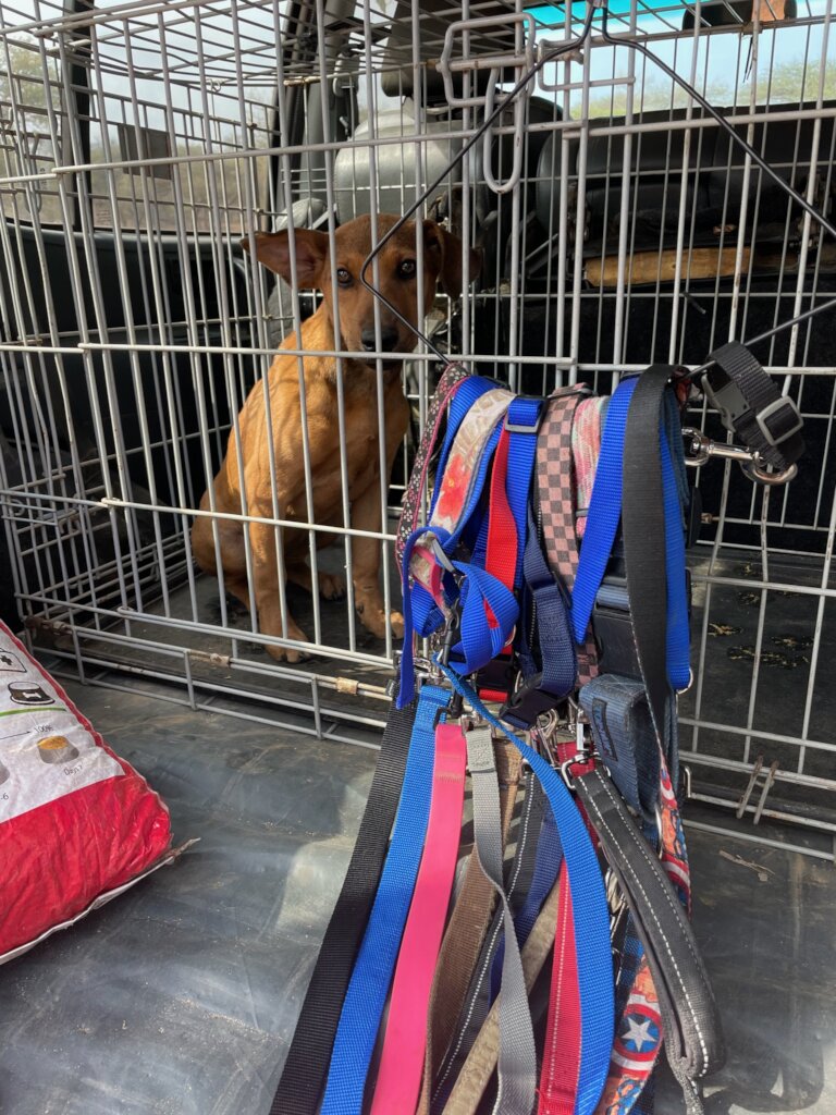 Purchase an Animal rescue and education vehicle