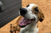 Purchase an Animal rescue and education vehicle