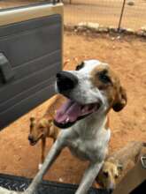 Purchase an Animal rescue and education vehicle