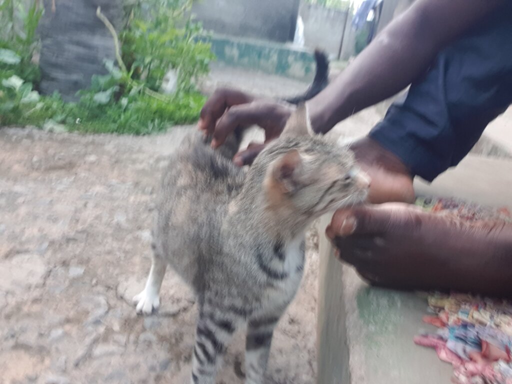 Kate's Haven - A Refuge for Stray Cats