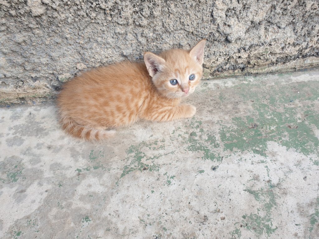 Kate's Haven - A Refuge for Stray Cats