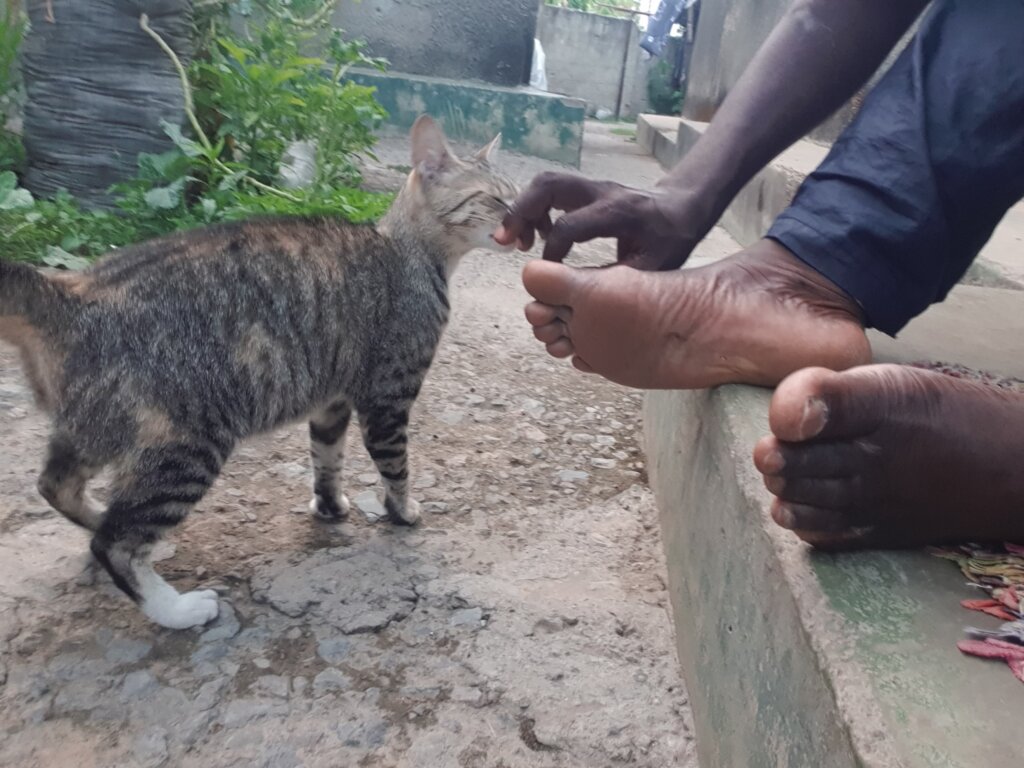Kate's Haven - A Refuge for Stray Cats