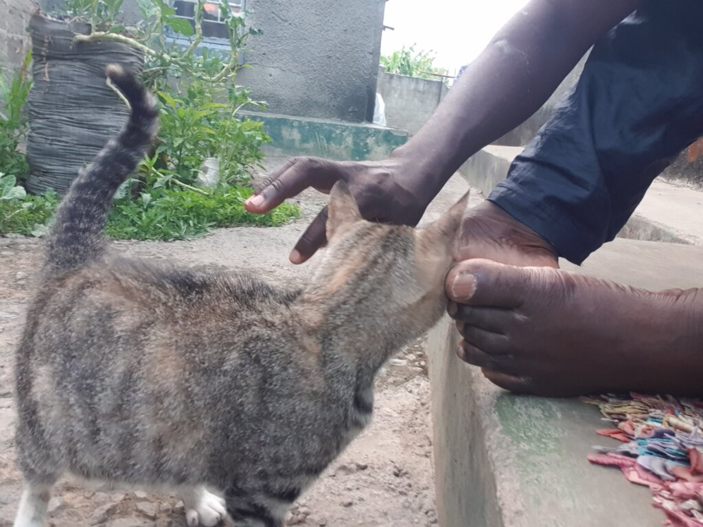 Kate's Haven - A Refuge for Stray Cats