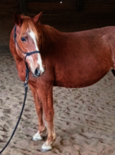 Happy, healthy and waiting for her foal!