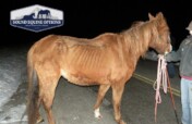 Can You Help Us Save More Horses This Winter?