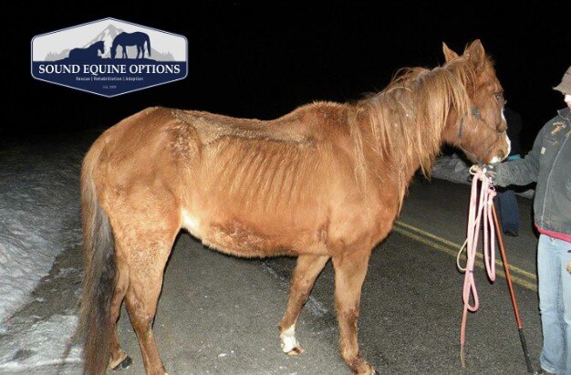 Can You Help Us Save More Horses This Winter?