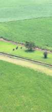 Elephants heading to sugarcane fields