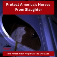 Help End Horse Slaughter in The U.S.
