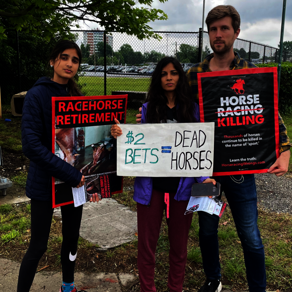 Protect Horses with Nationwide Advocacy Campaigns