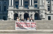 Protect Horses with Nationwide Advocacy Campaigns